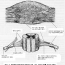 anatomy of hatha yoga( p28~37 ) | 『 Yoga_생리학』 이미지