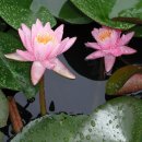 큰함지박 이미지