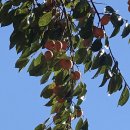 안동영가찜닭 이미지