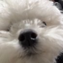 두잇 | 강아지 욕조 | 두잇 플로팅 욕조 사용 후기