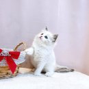 심쿵펫 | 심쿵주의! 압구정고양이분양, 요미펫에서 인생냥이 만난 썰!