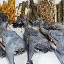 백봉오골계 부성농원 | [8년 전 오늘] 백봉오골계부성농원 육즙 만들기