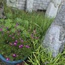 목석원 Daum카페