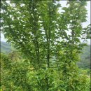 지방간의 진단과 관리 이미지