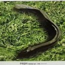 제주 무태장어 서식지 | 천연기념물 제27호 - 제주 무태장어 서식지