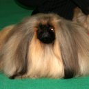 베스트 애견 이미지