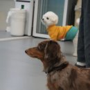 옐레드 부천상동점 | 강아지유치원비용 알아보고 결정한 옐레드 창업