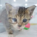 사상동물병원 이미지