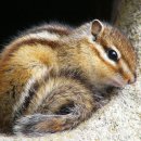 CHIPMUNK