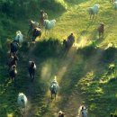 초원목장 이미지