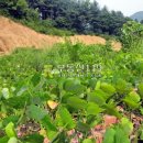 금대리농장 이미지