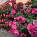 성대시장 이미지