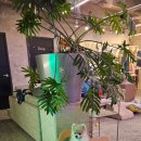 오르치그로치 이미지