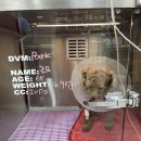미소 동물 병원 네이버블로그