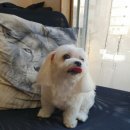 부르주화 펫 이미지