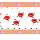 적혈구는 음이온 이미지