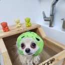 백설애견 이미지