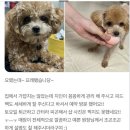 러블리댕 이미지