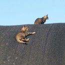 자매농장 이미지