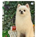 블루밍 펫 살롱 이미지