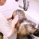 그레이스그루밍 이미지