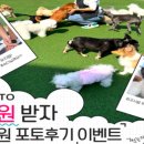 도그유토피아 이미지