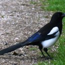 둥지광택 이미지