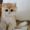 골든베니 이미지