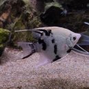 피쉬갤러리 천안점 이미지