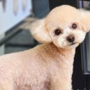 영블리 펫살롱 이미지