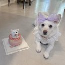 체육관로 | [인천/부평] 굴포천 강아지 생일 케이크 내돈내산 6년째 블랭크인에서!