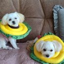 룰루랄라 이미지