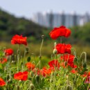 관계(關係)의공존( 이미지