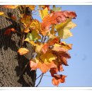 인천대공원(다목적광장) 이미지