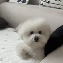 참조은펫 네이버블로그