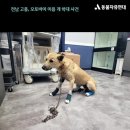 연대오토바이