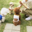 아꼬떼 매일경제