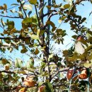 사광농장 이미지