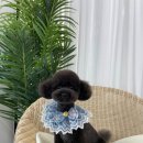 조아하멍 이미지