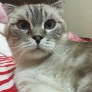 러브릿지 반지 후기. 나의 고양이 호야의 흔적을 담은 반려동물 흔적반지 후기🐈💍
