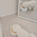 비비도리스 애견샵 | 망월동애견미용 비비그룸 미니비숑 인생캐