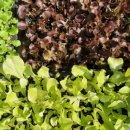 부자농약종묘사 이미지