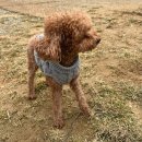 코코 반려견 호텔 이미지