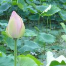 무릉잡고 및 수구집 귀봉집 책판 이미지