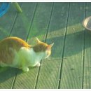 고양이랑놀자 이미지