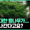 고목나무