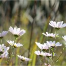 구절초로 이미지