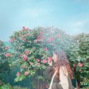 하귤소담 | 제주 서귀포 여행 가볼만한 곳 :) 하귤나무와 동백나무가 잔뜩 ♥︎ 너무 예쁜 석부작박물관 &#39;숨도&#39;