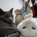 초이스타워 이미지