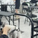 옥천애견미용 이미지